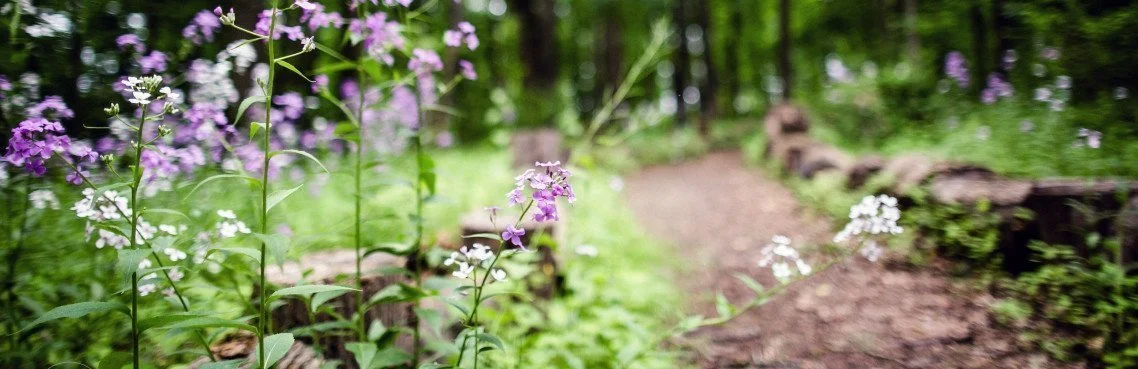 Wisdom Trail